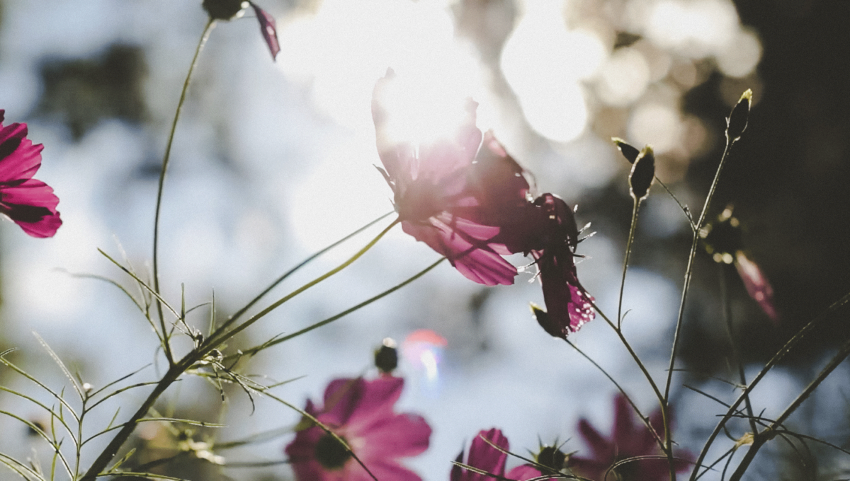 Licht Schatten Natur Sonne Blume